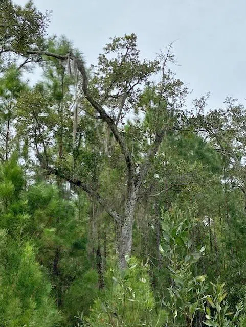 0 La Sole Lane Waverly, GA 31565