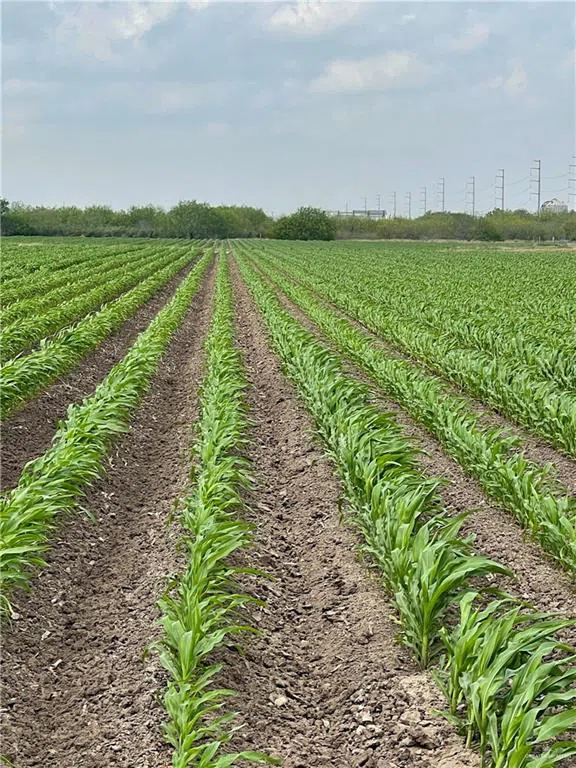 TBD Frontera Road Progreso, TX 78579