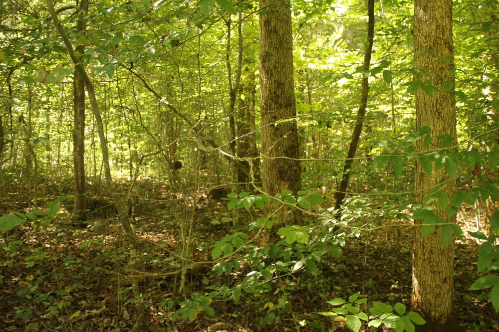 0 Puncheon Creek Rd Lafayette, TN 37083
