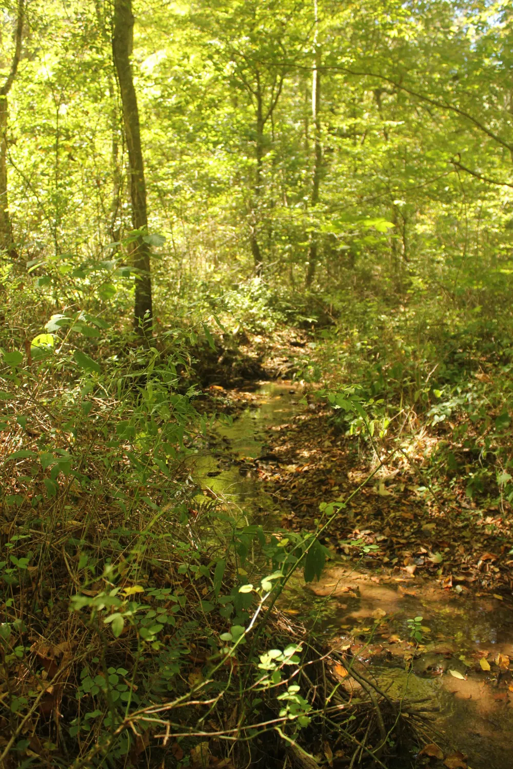 0 Puncheon Creek Rd Lafayette, TN 37083