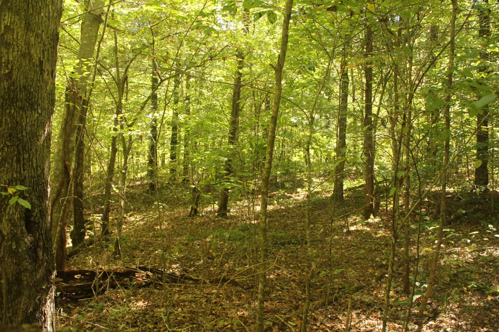 0 Puncheon Creek Rd Lafayette, TN 37083