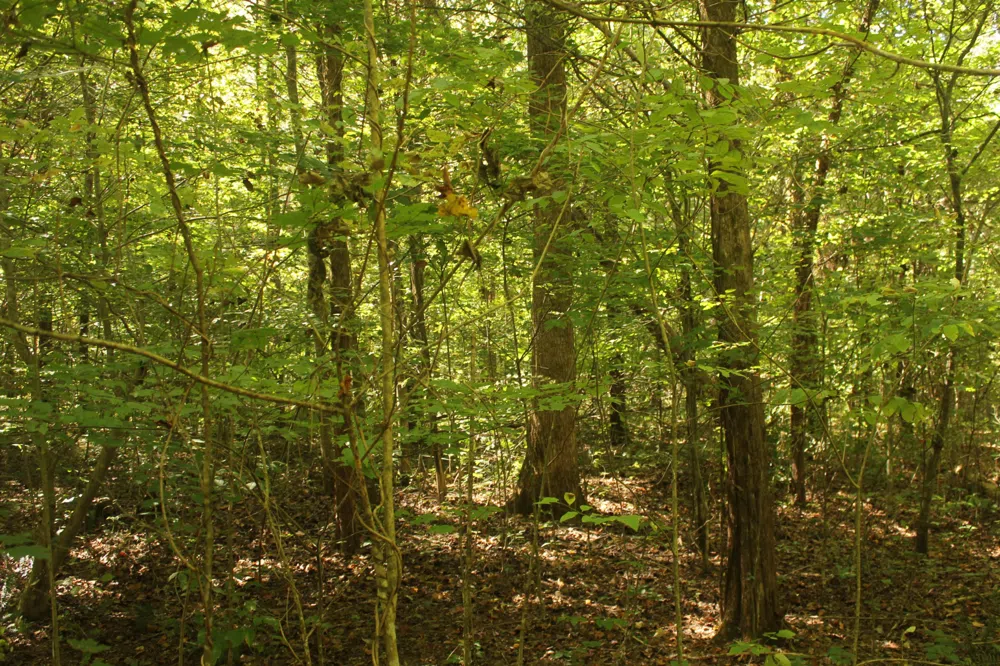 0 Puncheon Creek Rd Lafayette, TN 37083