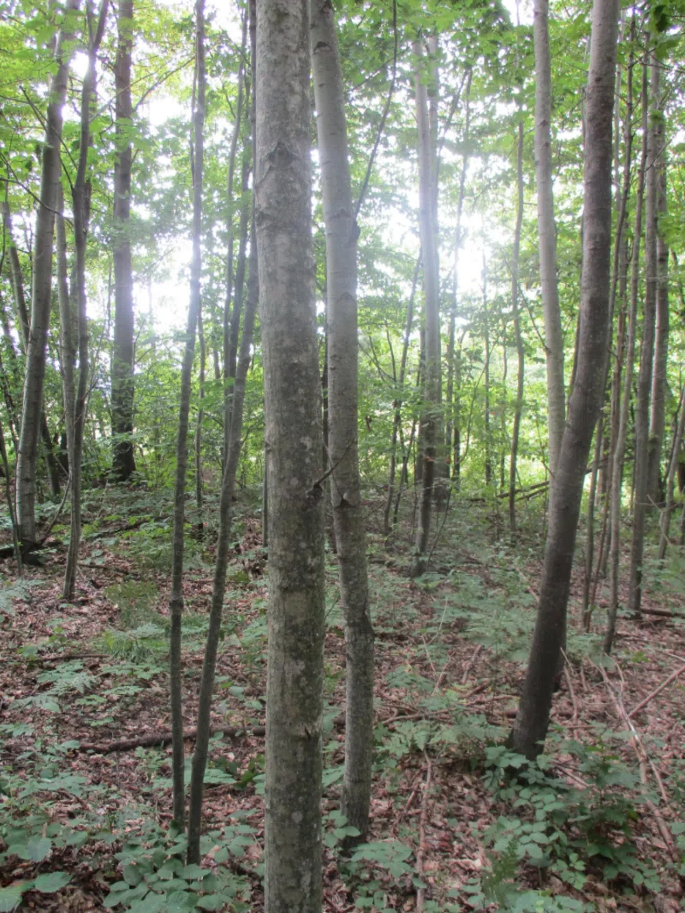 Emerald Ridge   Lot #13 Onekama, MI 49675