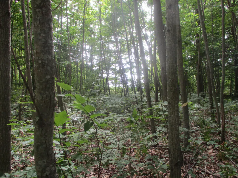 Emerald Ridge   Lot #13 Onekama, MI 49675