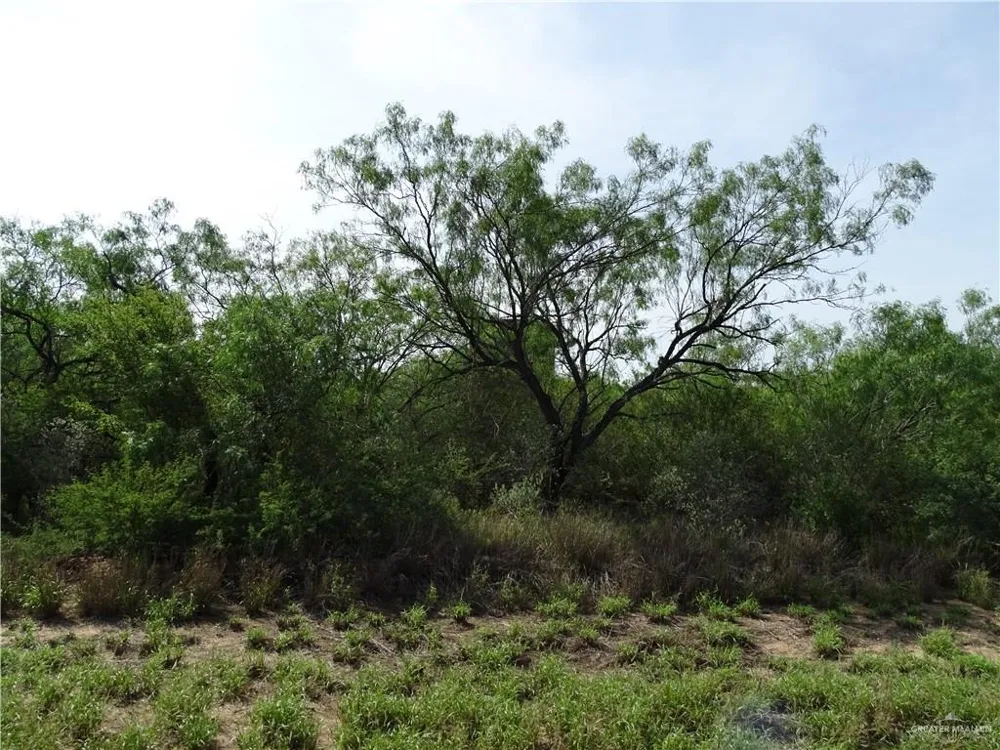 0 FM 2294 Highway San Isidro, TX 78588