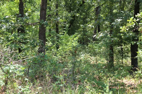 Plum Tree Road Road
