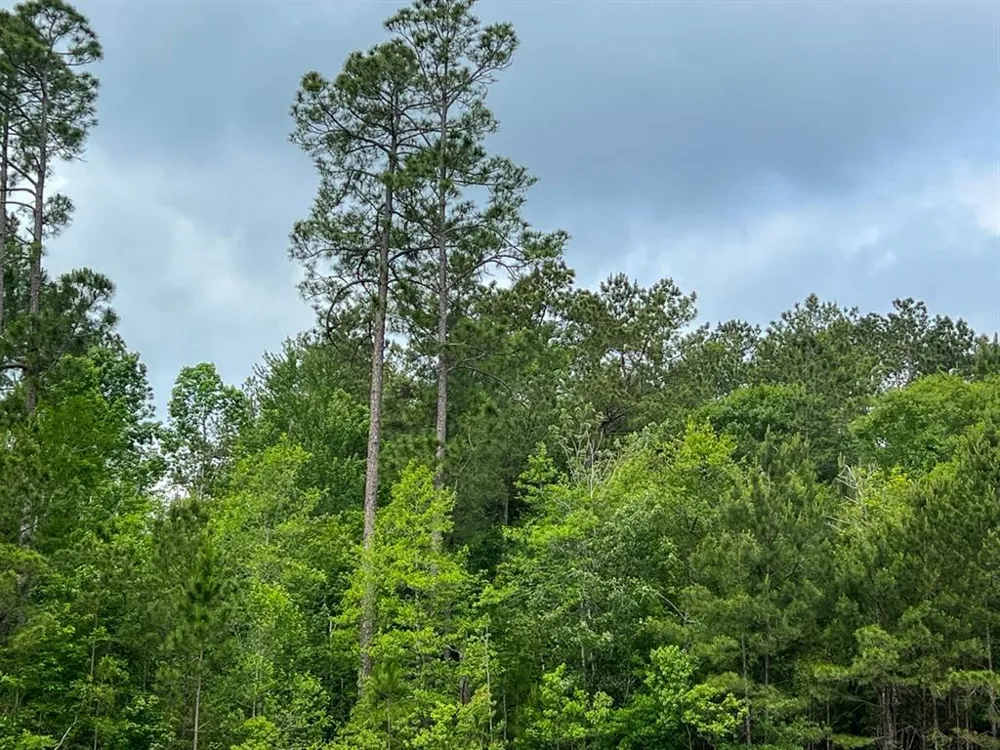 Elise Gore Lane Silsbee, TX 77656