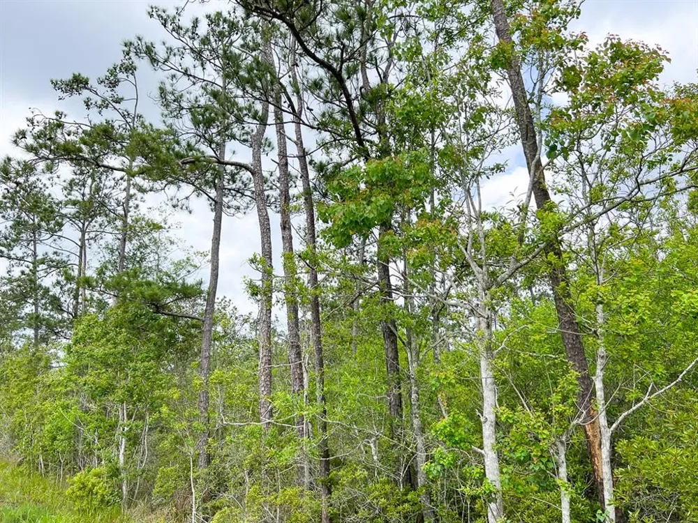 Cravens Camp Rd. Silsbee, TX 77656