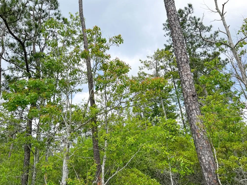 Cravens Camp Rd. Silsbee, TX 77656