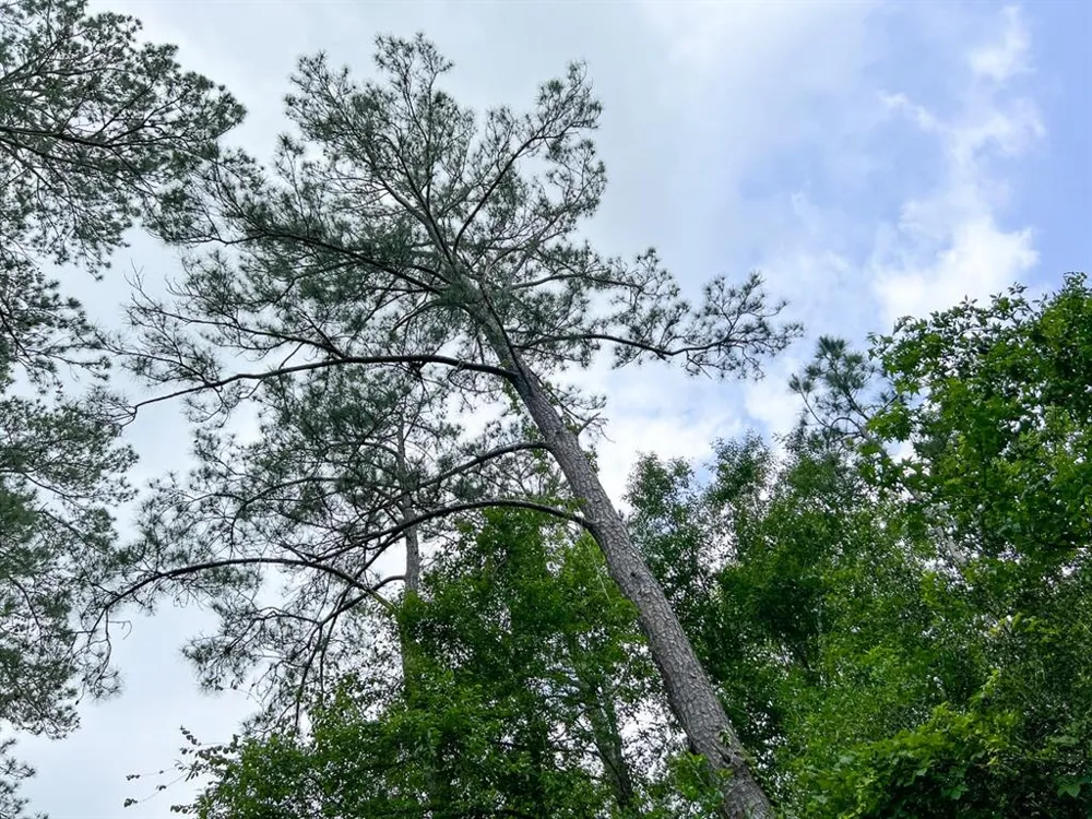 Cravens Camp Rd. Silsbee, TX 77656