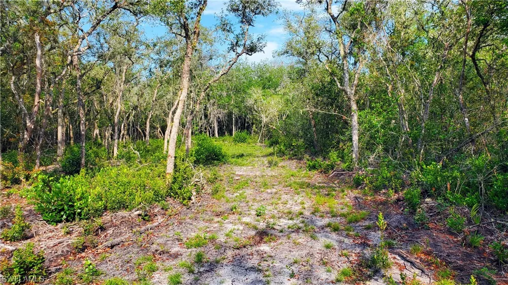 Shasta Street Webster, FL 33597