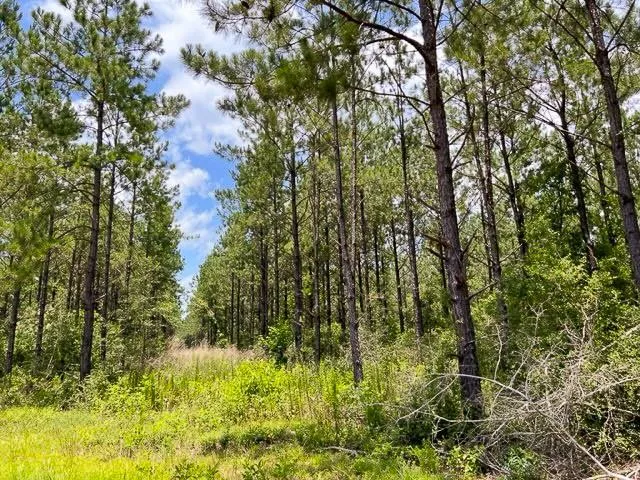 County Road 1325 Woodville, TX 75979