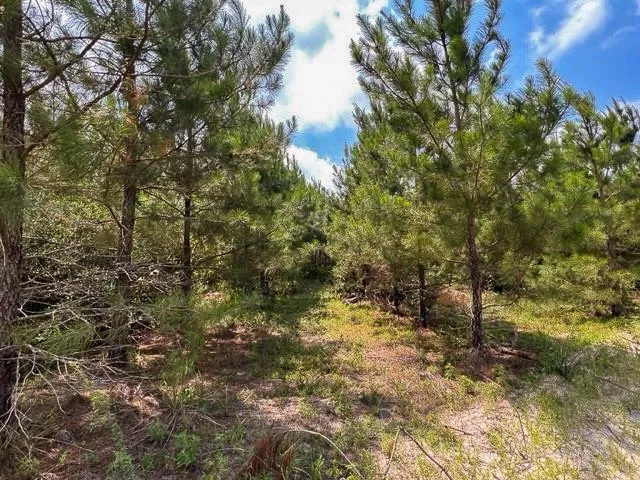 FM 92 Colmesneil, TX 75938