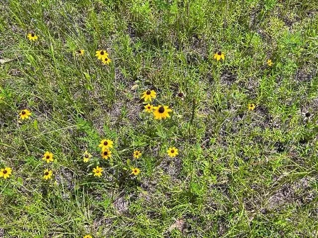 FM 92 Colmesneil, TX 75938