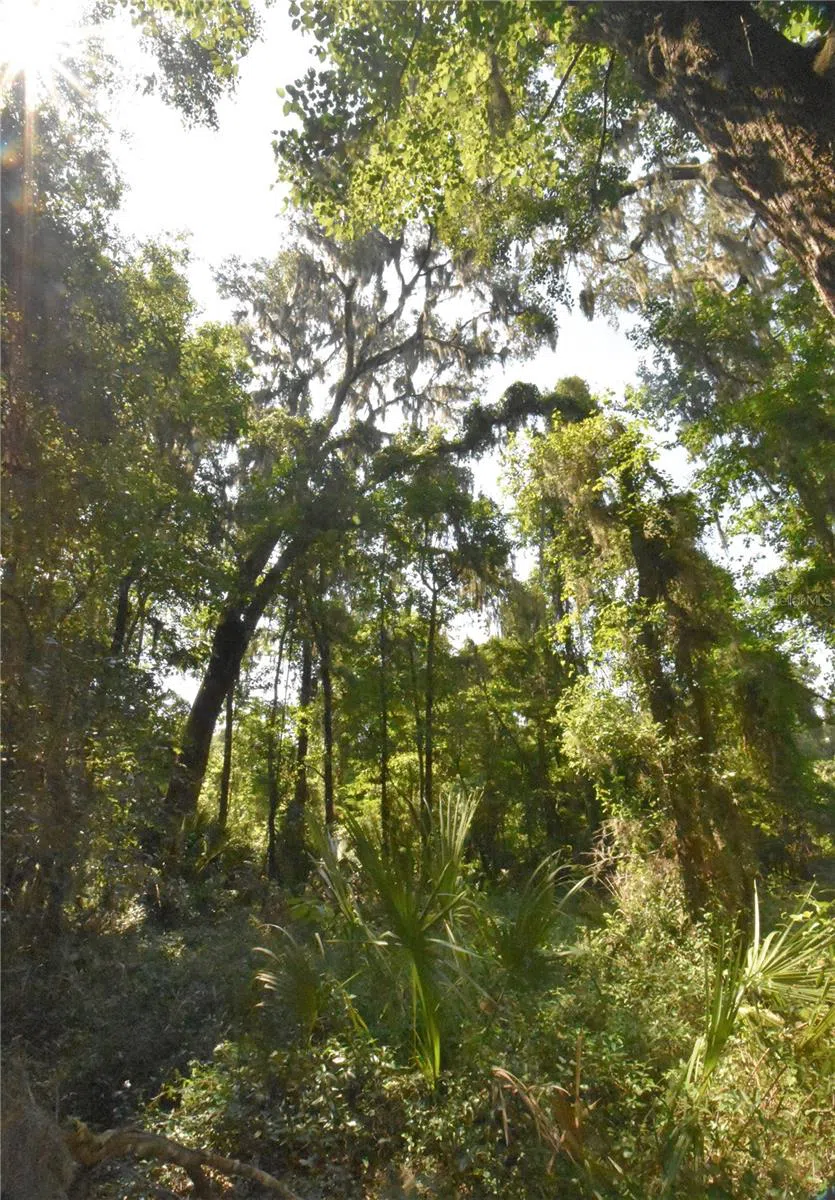 15208 SW WILLISTON RD Micanopy, FL 32667