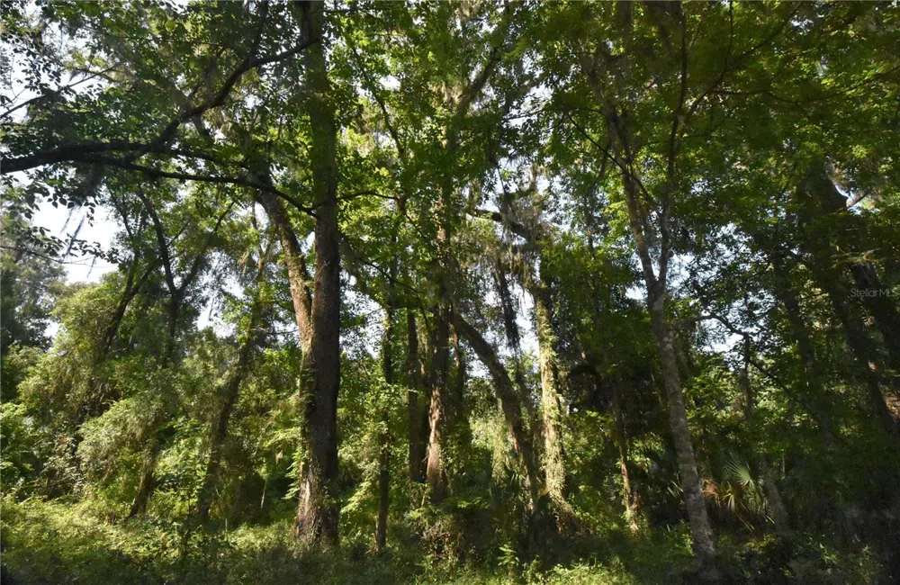 15208 SW WILLISTON RD Micanopy, FL 32667