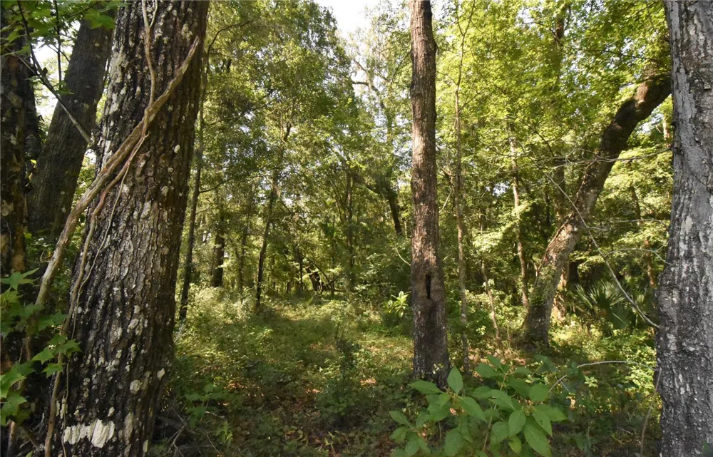 15208 SW WILLISTON RD Micanopy, FL 32667