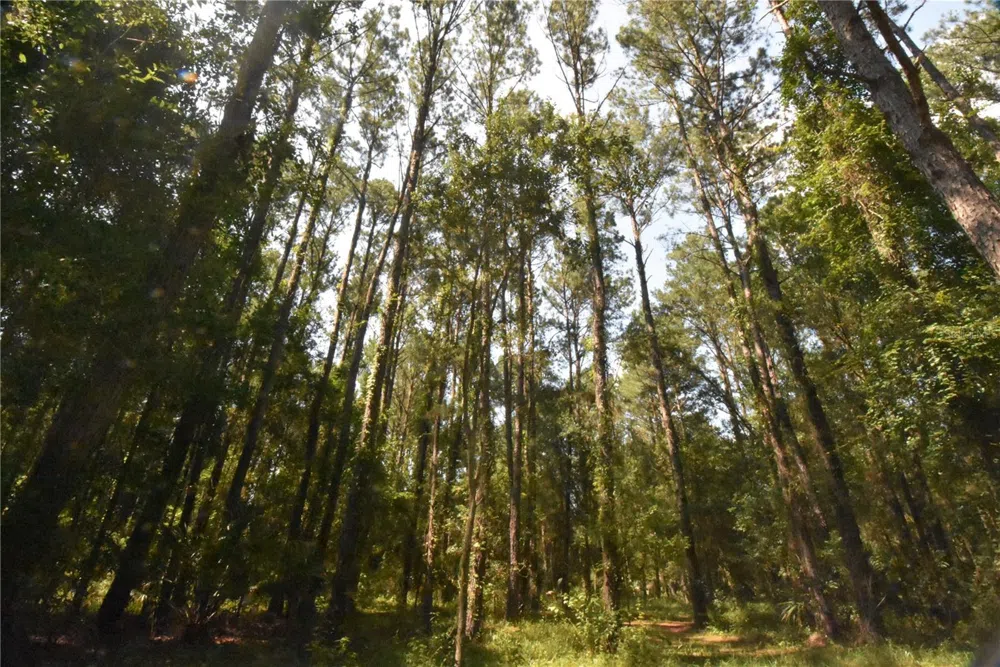 15208 SW WILLISTON RD Micanopy, FL 32667