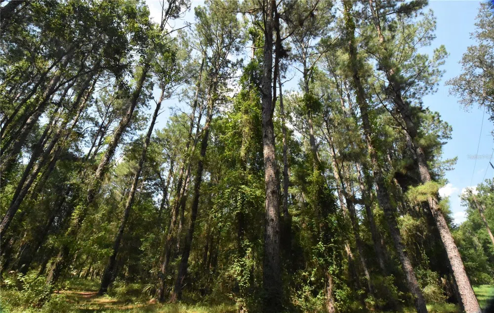 15208 SW WILLISTON RD Micanopy, FL 32667