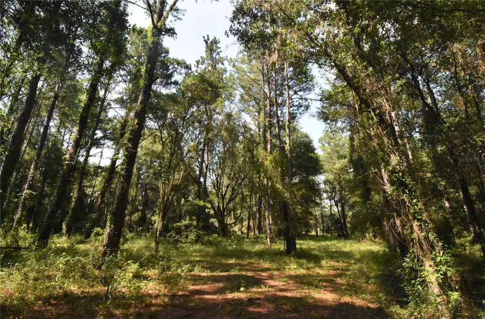 15208 SW WILLISTON RD Micanopy, FL 32667