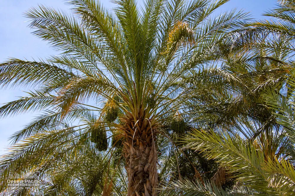 Ave 76 & Expwy 86 Oasis, CA 92274