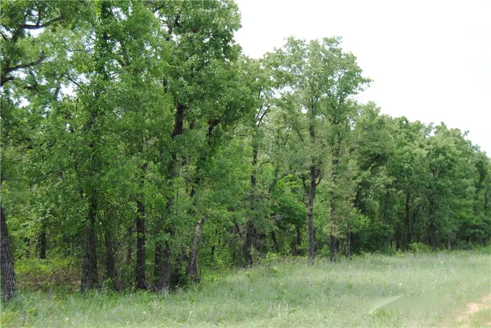 9 FM 2123 Paradise, TX 76073