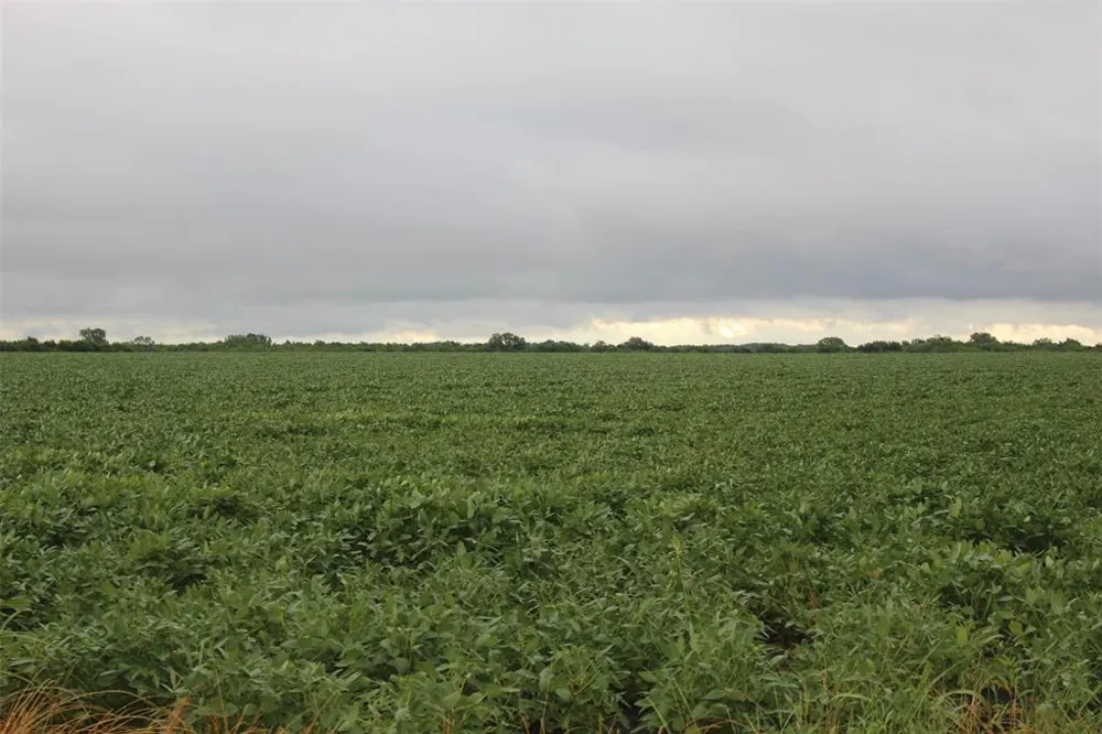 FM 904 ES Pecan Gap, TX 75469