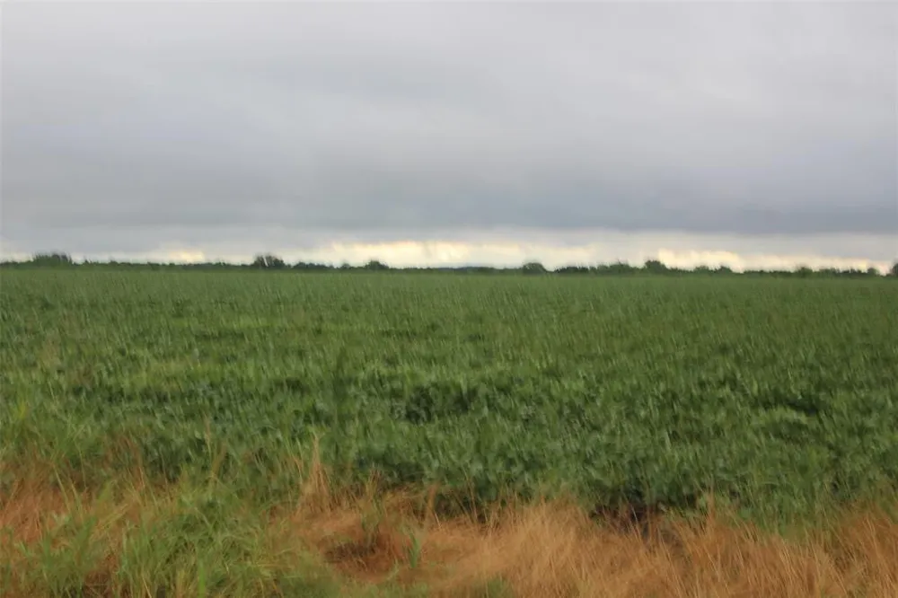 FM 904 ES Pecan Gap, TX 75469