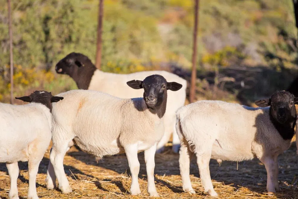 8109 County Road 6050 Shallowater, TX 79363