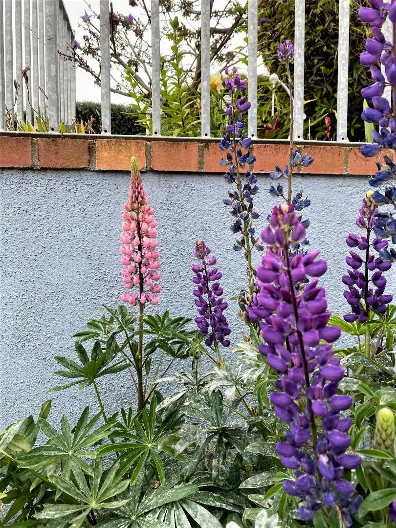 621 Mcclellan Avenue #Studio Monterey, CA 93940