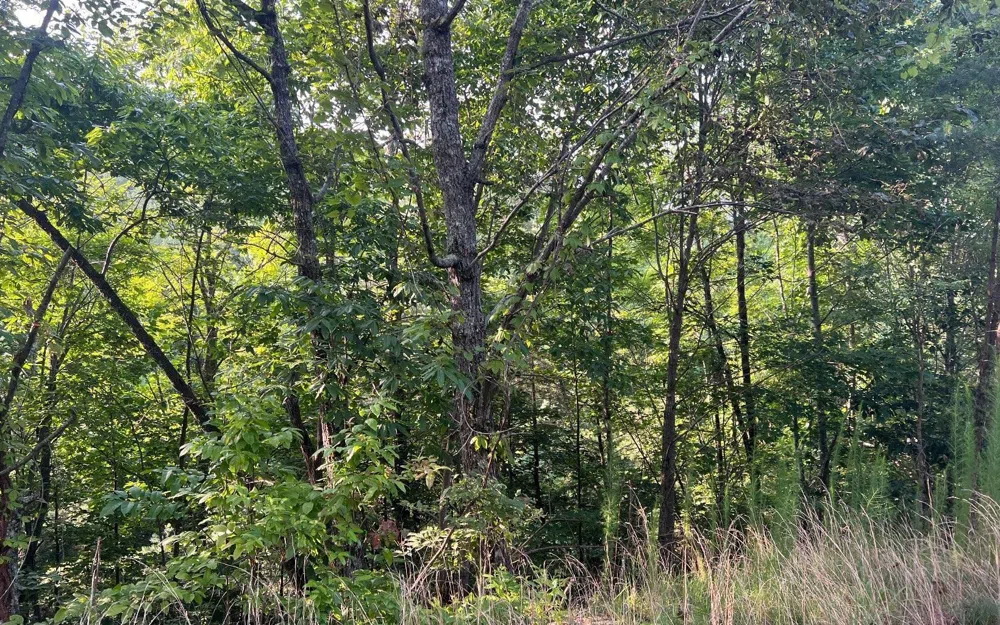LOT 11 Preserve At Beach Mountain Brasstown, NC 28902