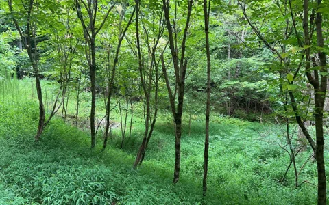 LOT 12 Preserve At Beach Mountain
