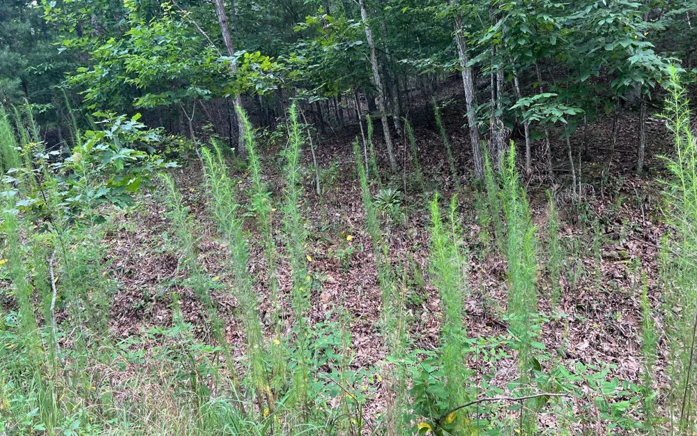 LOT 12 Preserve At Beach Mountain Brasstown, NC 28902