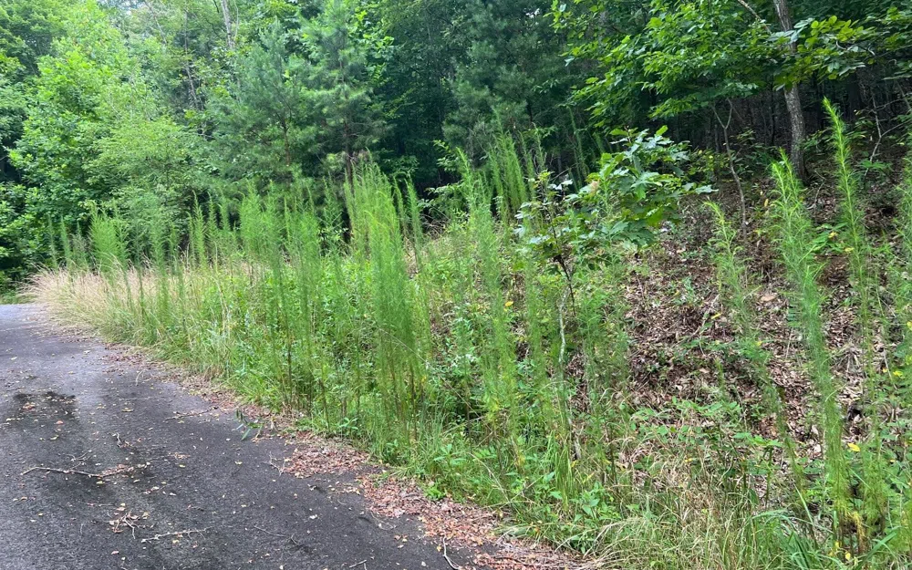 LOT 12 Preserve At Beach Mountain Brasstown, NC 28902