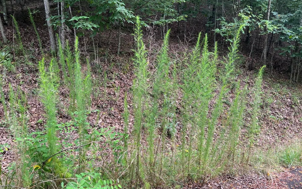 LOT 12 Preserve At Beach Mountain Brasstown, NC 28902