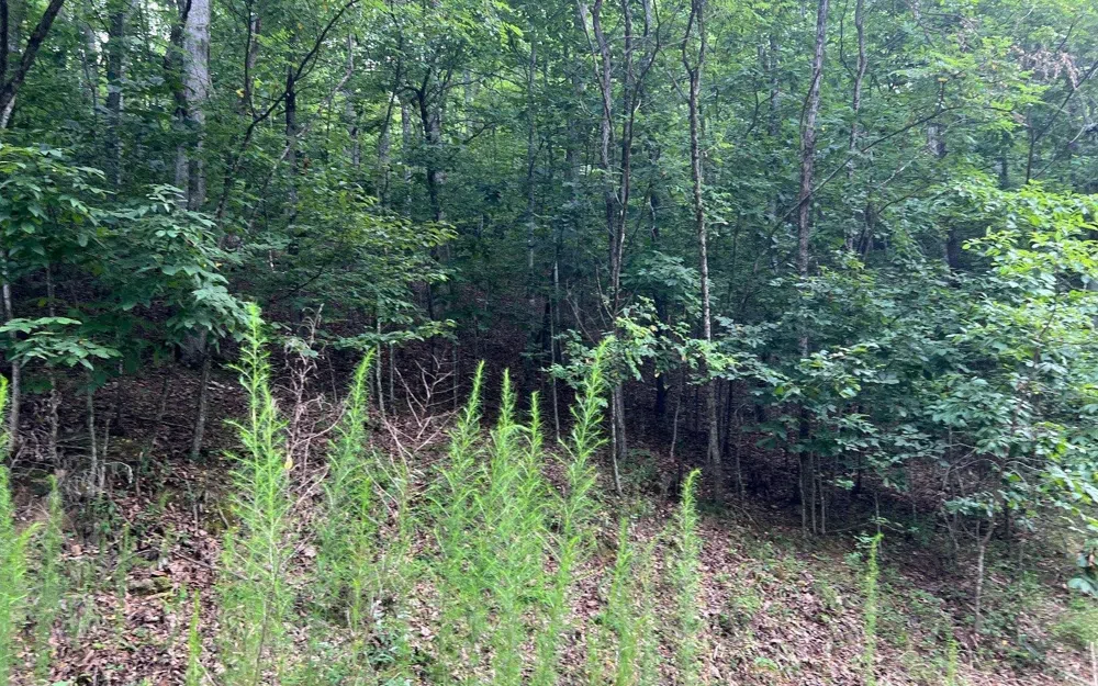 LOT 12 Preserve At Beach Mountain Brasstown, NC 28902