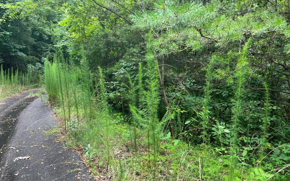 LOT 12 Preserve At Beach Mountain Brasstown, NC 28902