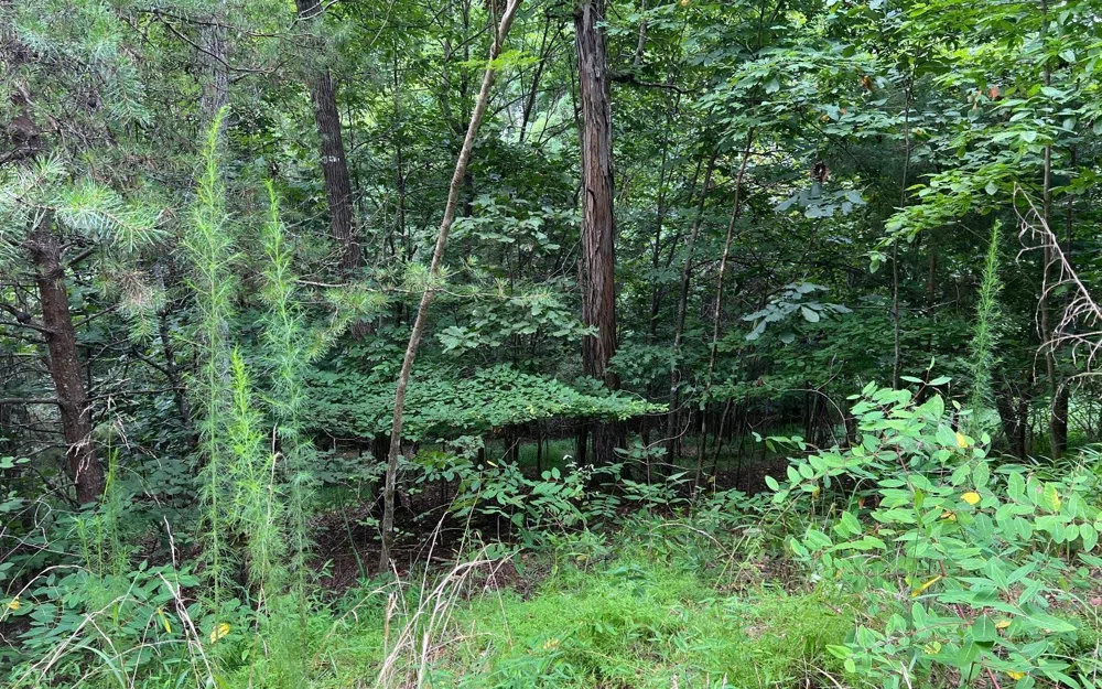LOT 12 Preserve At Beach Mountain Brasstown, NC 28902