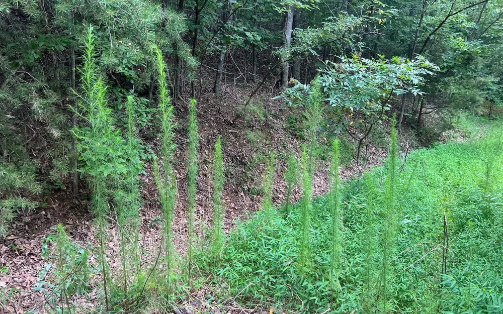 LOT 12 Preserve At Beach Mountain Brasstown, NC 28902