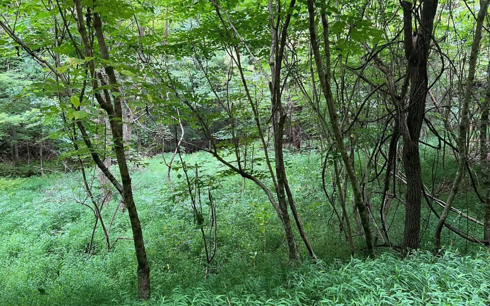 LOT 12 Preserve At Beach Mountain Brasstown, NC 28902