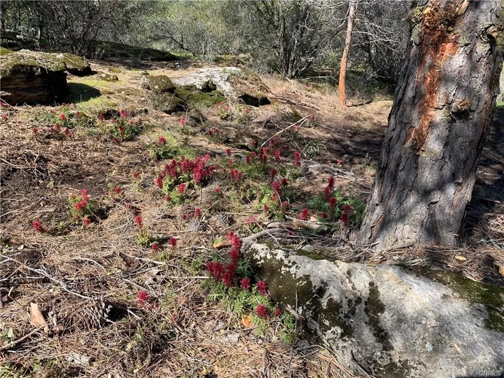 1234 Quartz Mountain Coarsegold, CA 93614