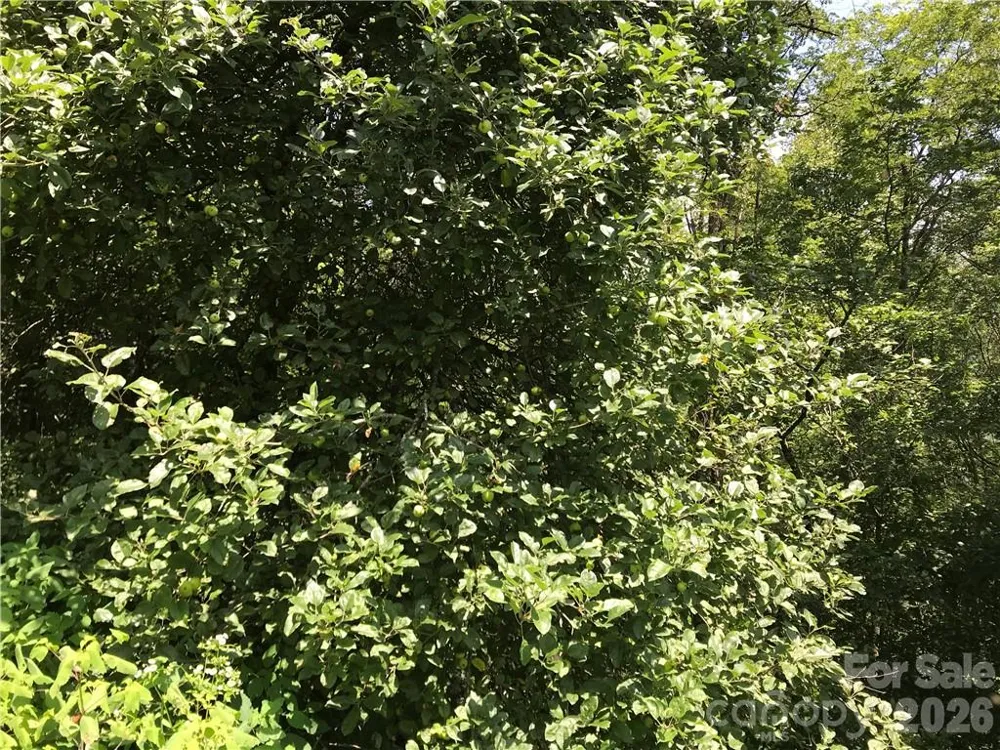 Lot #39 Ridge Top Circle Clyde, NC 28721