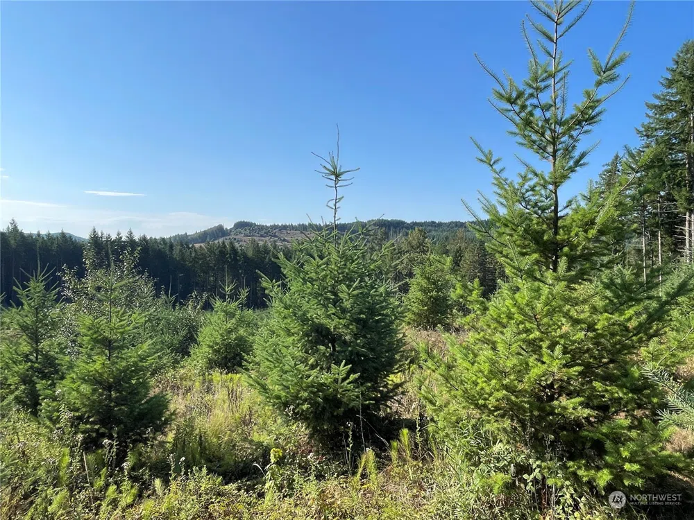 0 Salmon Creek Road Toledo, WA 98591