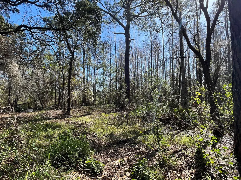 MOUNT PLEASANT ROAD Groveland, FL 34736