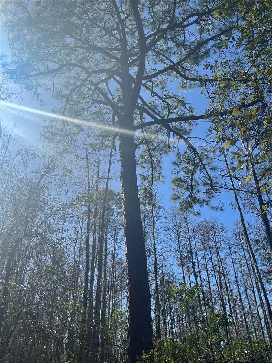MOUNT PLEASANT ROAD Groveland, FL 34736
