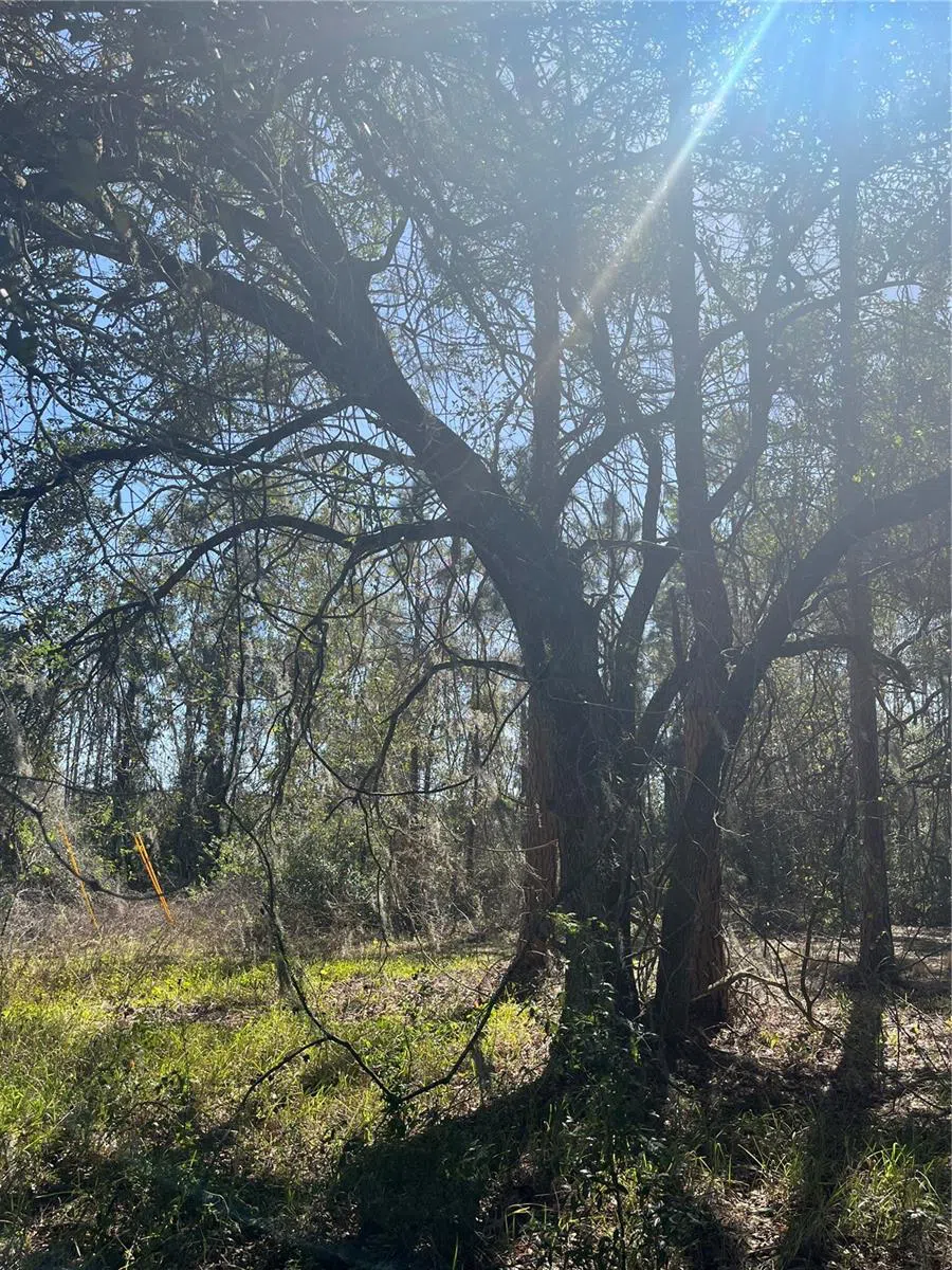 MOUNT PLEASANT ROAD Groveland, FL 34736