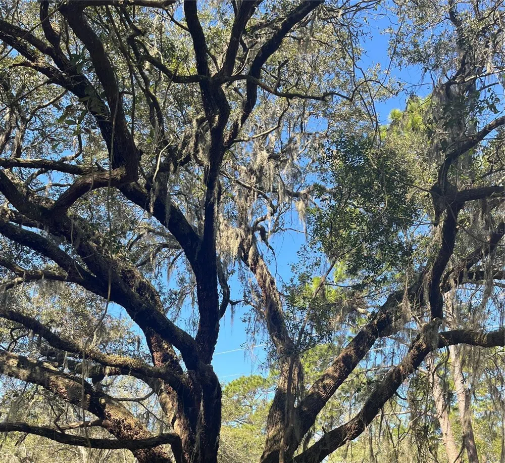 MOUNT PLEASANT ROAD Groveland, FL 34736