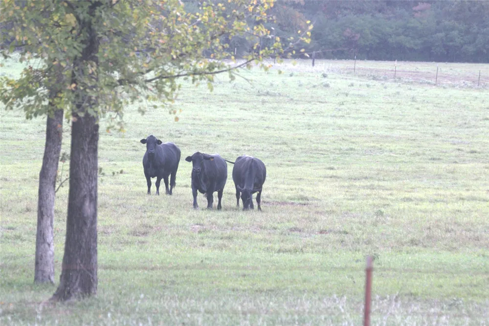 1742 County Road 413 #TRACT 3 Lexington, TX 78947