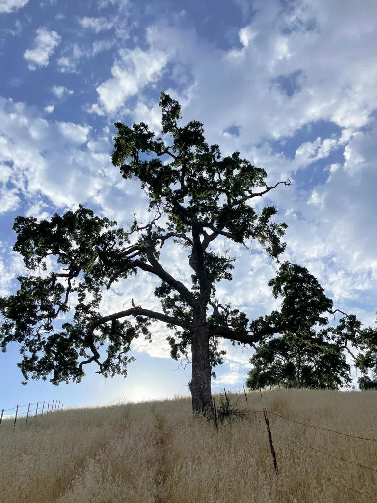Hwy 41 Templeton, CA 93465