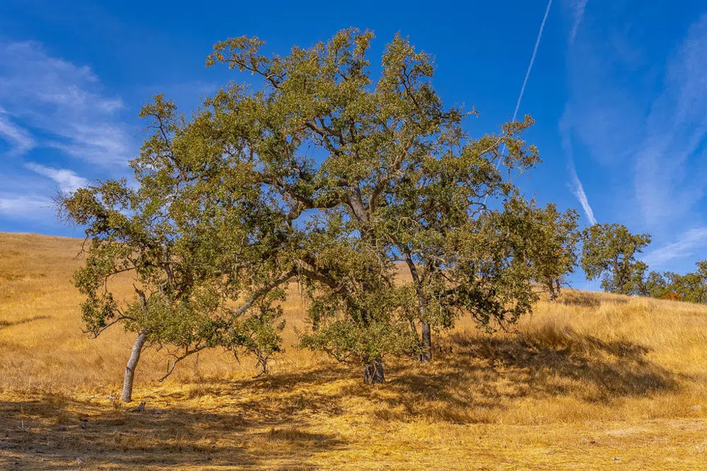 Hwy 41 Templeton, CA 93465